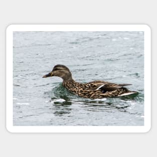 Female Mallard Duck Sticker